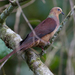 Sultan's Cuckoo-Dove - Photo (c) Christoph Moning, some rights reserved (CC BY), uploaded by Christoph Moning