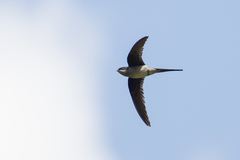 Hemiprocne longipennis