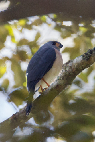 Spot-tailed Sparrowhawk (Tachyspiza trinotata), photo 4
