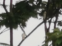 Cacatua goffiniana