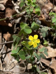 Oxalis chnoodes