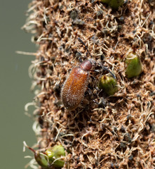 Metriolagria affinis