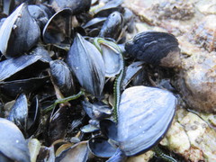 Eulalia clavigera