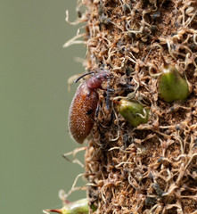 Metriolagria affinis