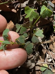Oxalis chnoodes