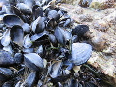 Eulalia clavigera
