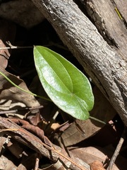 Dioscorea transversa