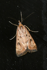 Achyra nigrirenalis