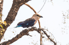Coracias cyanogaster