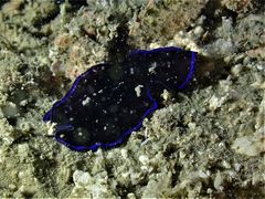 Pseudoceros caeruleocinctus