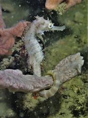 Hippocampus comes