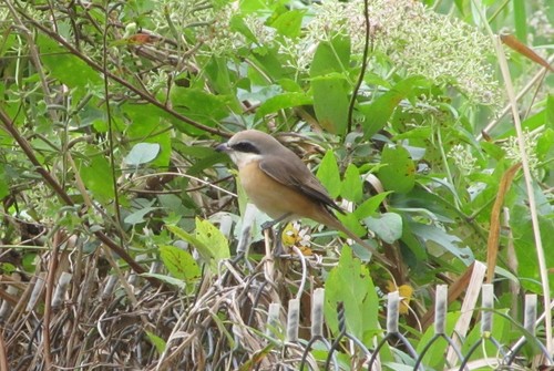 Brown Shrike (Lanius cristatus), photo 5