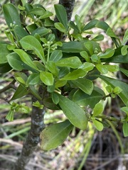Psychotria daphnoides