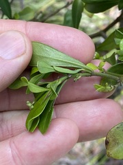 Psychotria daphnoides