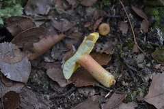 Russula tricholomopsis
