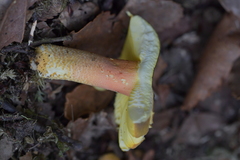 Russula tricholomopsis