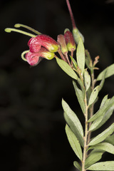 Grevillea banyabba