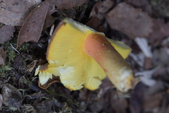 Russula tricholomopsis
