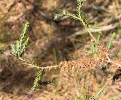 Melaleuca brevifolia