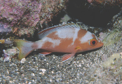 Lutjanus gibbus
