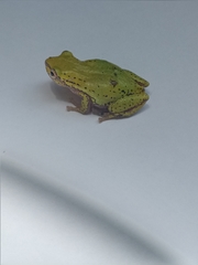 Hyperolius kivuensis