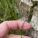 Lepidosperma clipeicola - Photo (c) Greg Tasney, algunos derechos reservados (CC BY-SA), subido por Greg Tasney