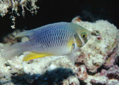 Neoglyphidodon mitratus