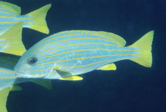 Plectorhinchus chrysotaenia
