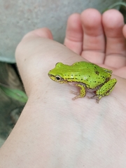 Hyperolius kivuensis