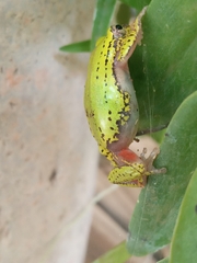 Hyperolius kivuensis