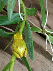 Hyperolius kivuensis