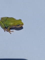 Hyperolius kivuensis