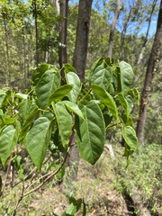 Sterculia quadrifida