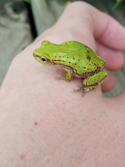 Hyperolius kivuensis