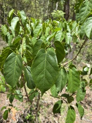 Sterculia quadrifida