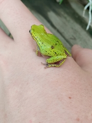 Hyperolius kivuensis