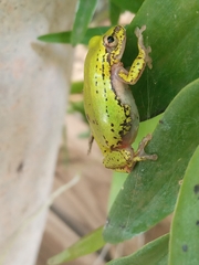 Hyperolius kivuensis