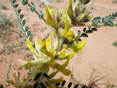 Image of Astragalus gombo