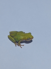 Hyperolius kivuensis