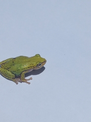 Hyperolius kivuensis