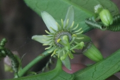 Passiflora pallida