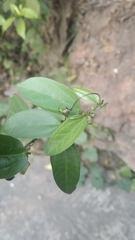 Passiflora pallida