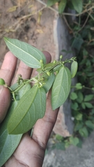 Passiflora pallida