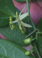 Passiflora pallida