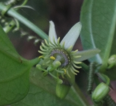 Passiflora pallida