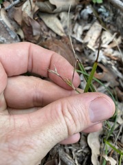 Scleria mackaviensis