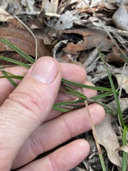 Scleria mackaviensis