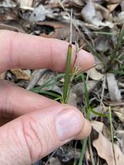 Scleria mackaviensis