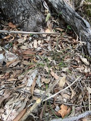 Scleria mackaviensis