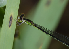 Agriocnemis argentea